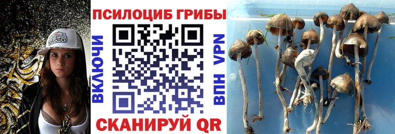 где найти наркотики  blacksprut сайт  Псилоцибиновые грибы GOLDEN TEACHER  Краснодар 